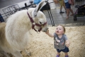 denver_fair_3