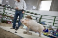 denver_fair_35