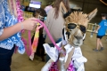 denver_fair_8